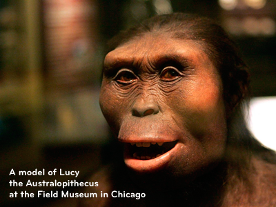 fouri_100_Australopithecus_Lucy